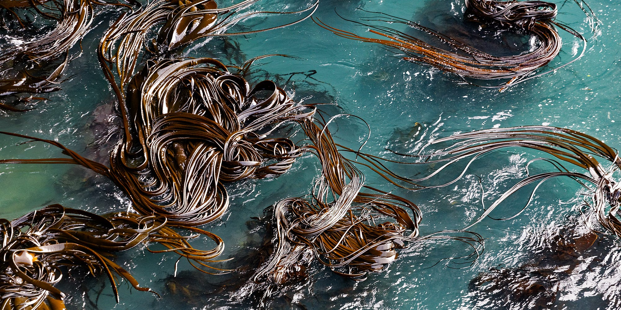Para que sirve el alga kelp